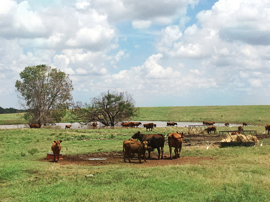 6 Key Facts Why Fresh Water Plays a Vital Role in Livestock's Health