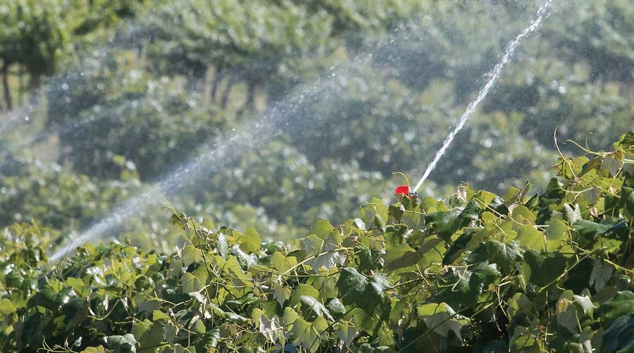 vineyard-irrigation.jpg#asset:3495