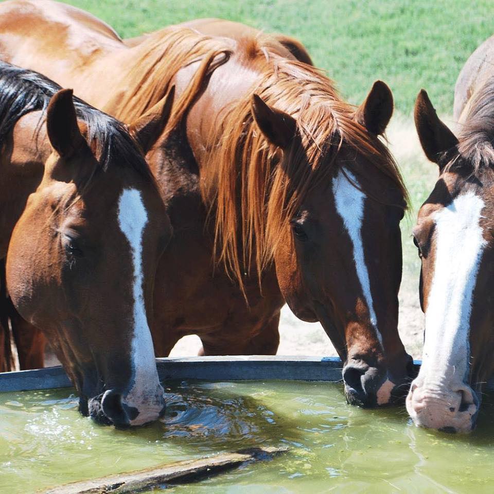 6 Key Facts Why Fresh Water Plays a Vital Role in Livestock's Health