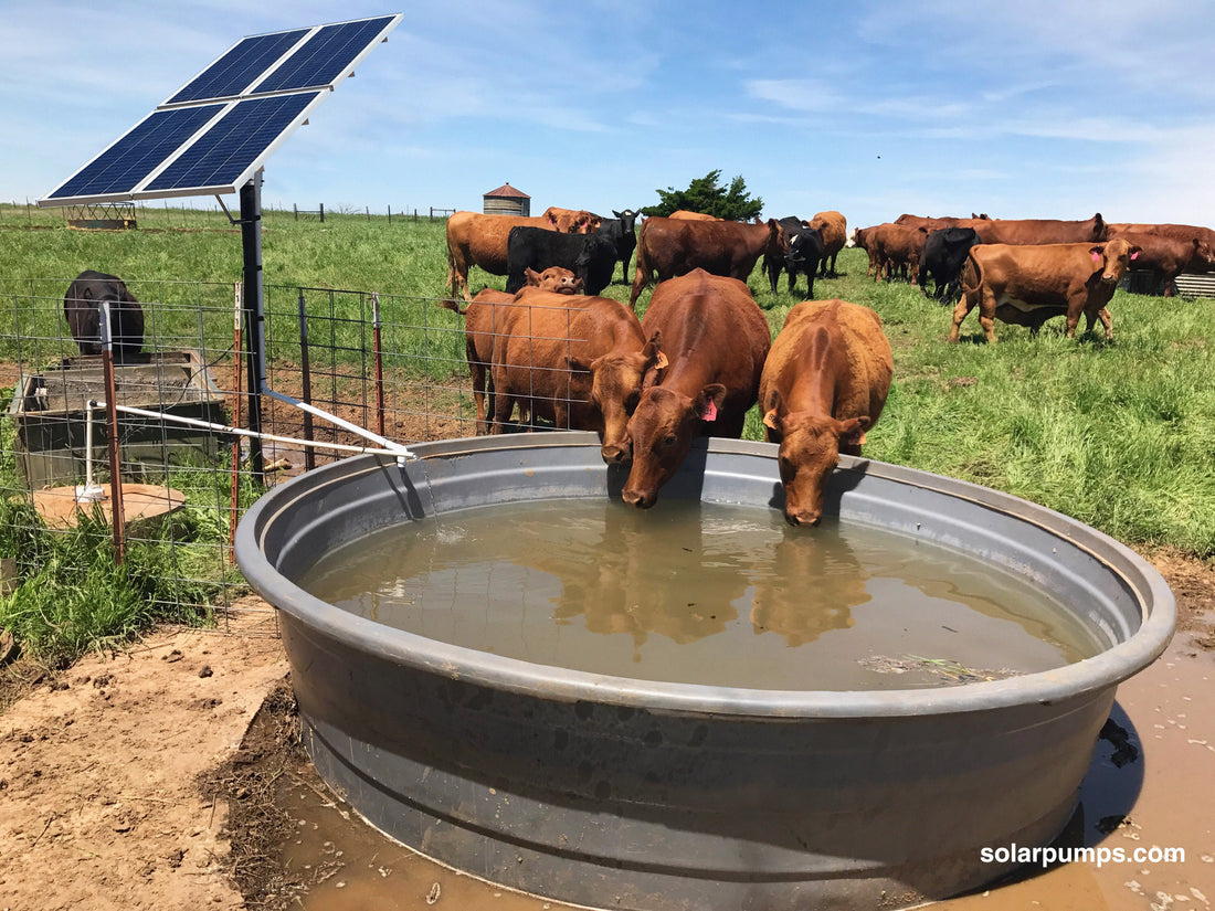 Benefits of Using Solar Pumps to Water Livestock