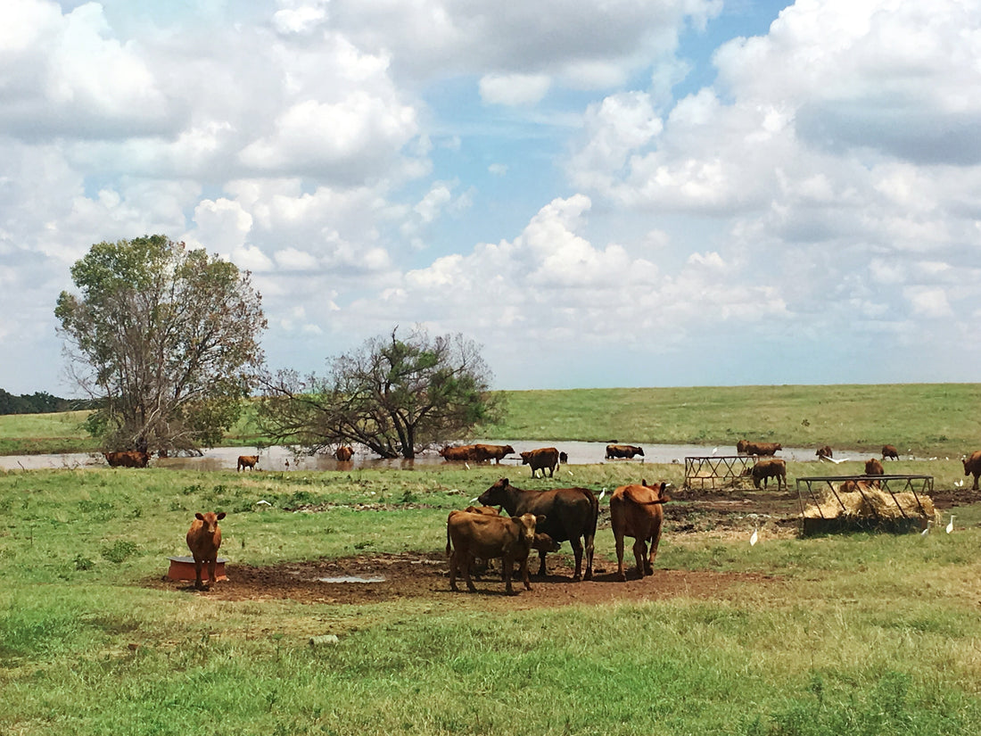 6 Key Facts Why Fresh Water Plays a Vital Role in Livestock's Health